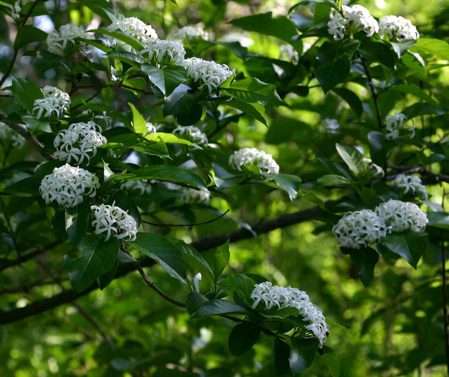 Holarrhena pubescens