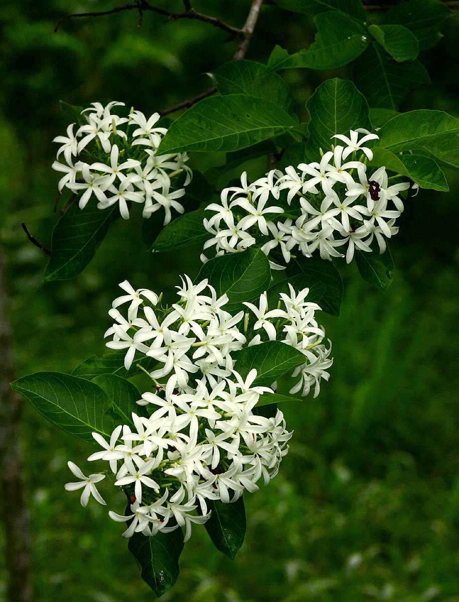 Holarrhena pubescens