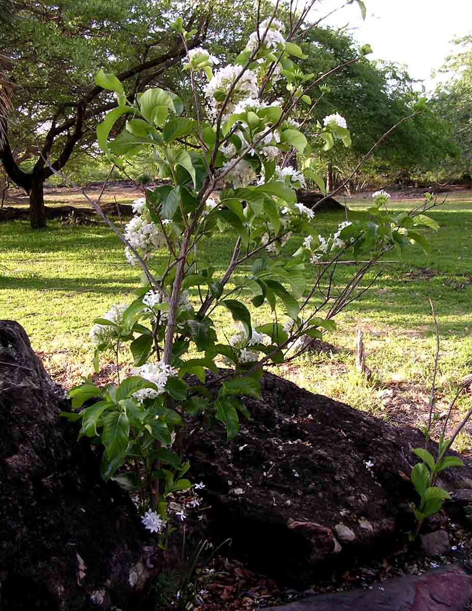 Holarrhena pubescens