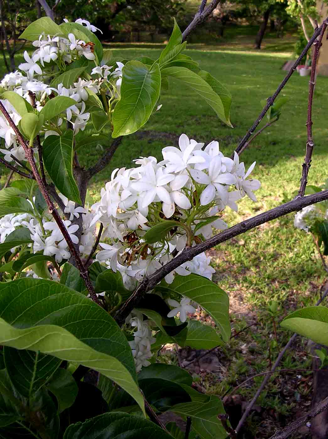 Holarrhena pubescens