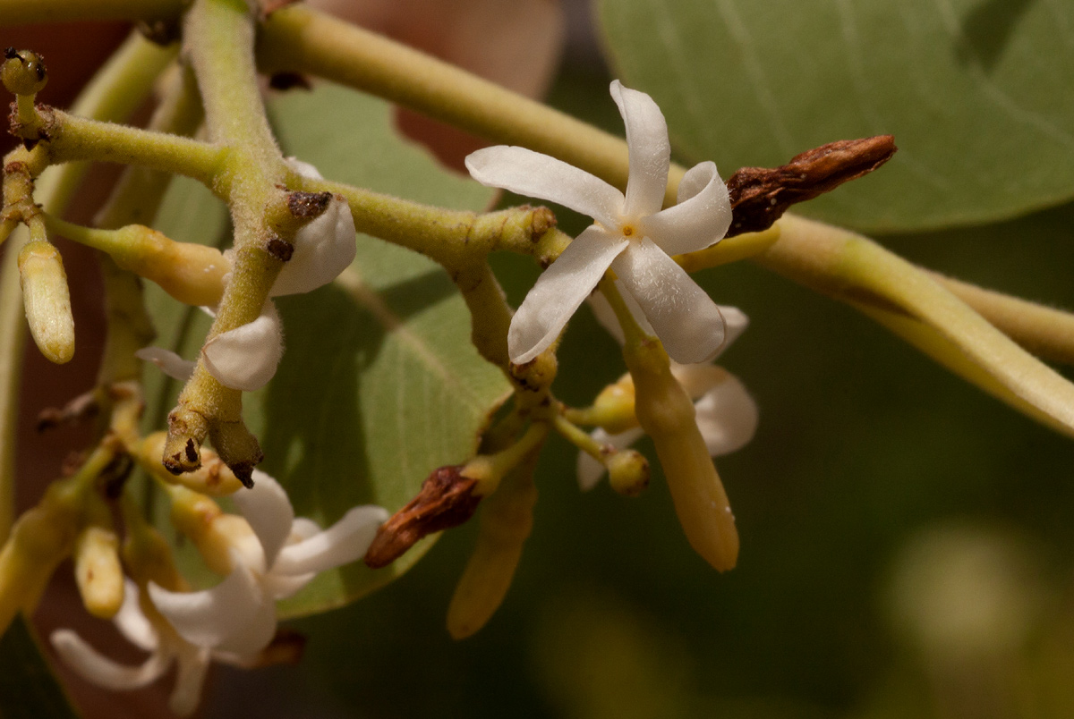 Diplorhynchus condylocarpon