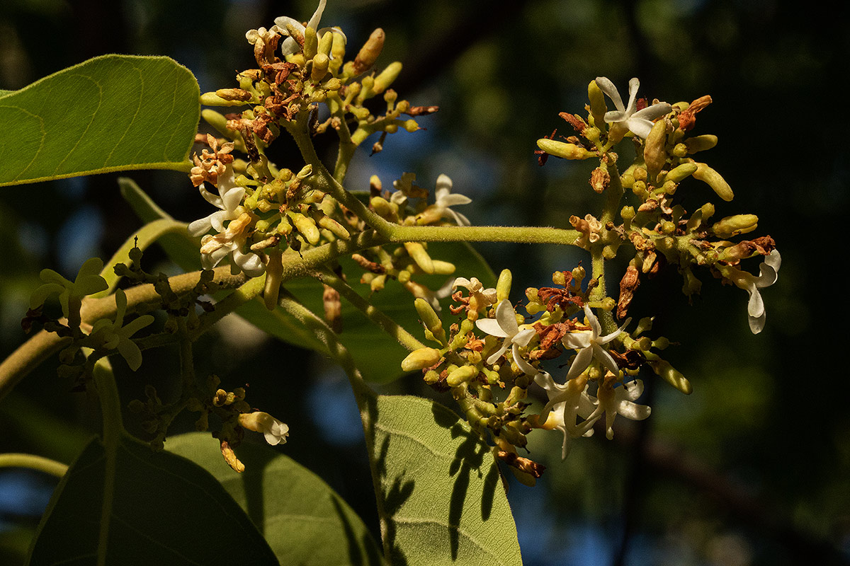 Diplorhynchus condylocarpon