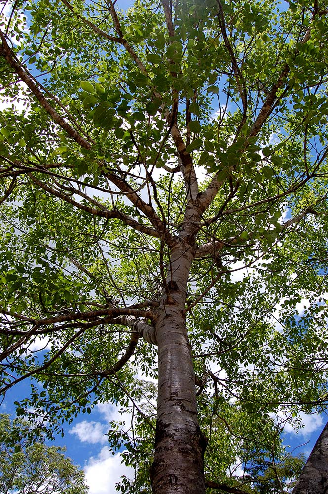 Diplorhynchus condylocarpon