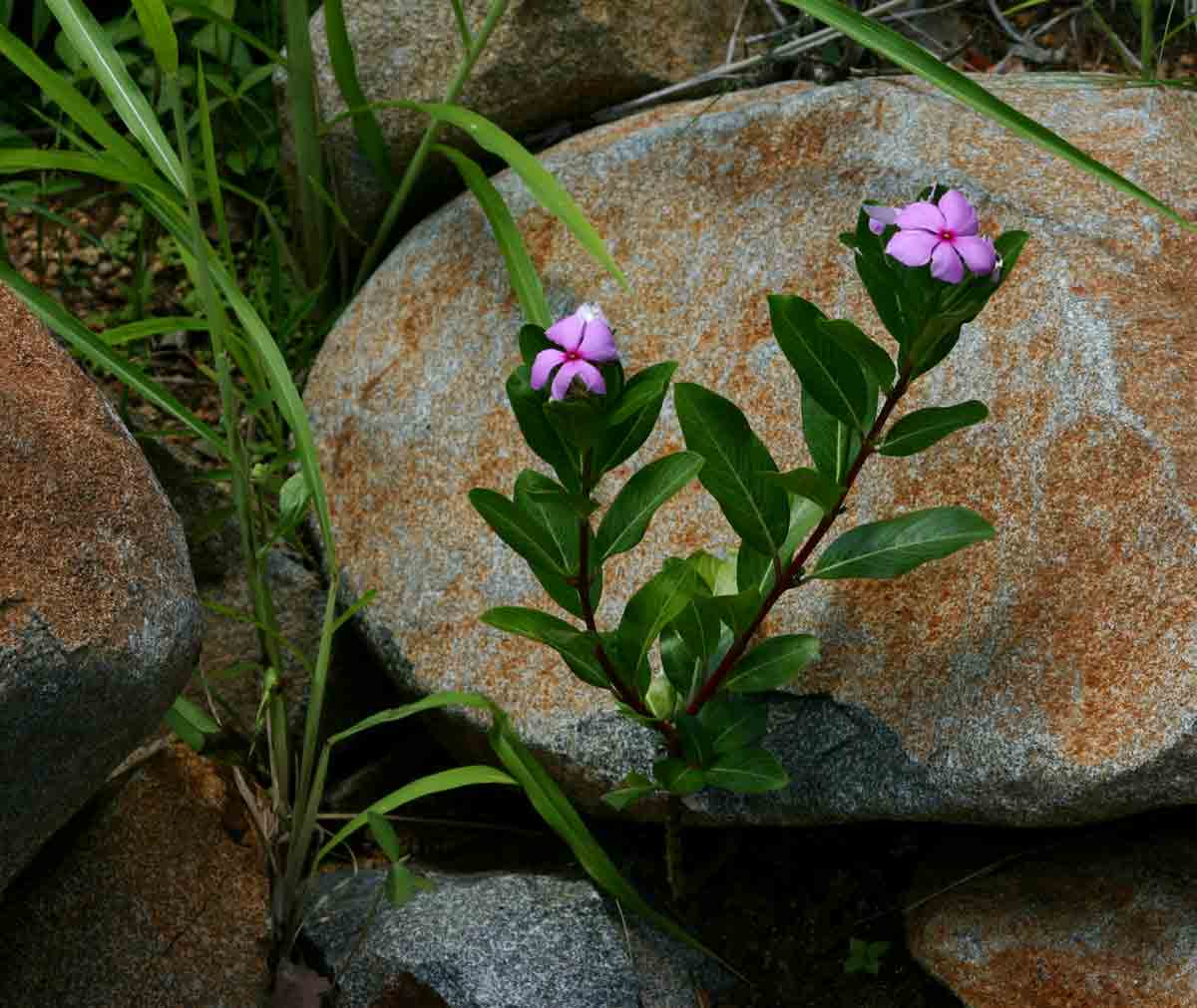 Catharanthus roseus