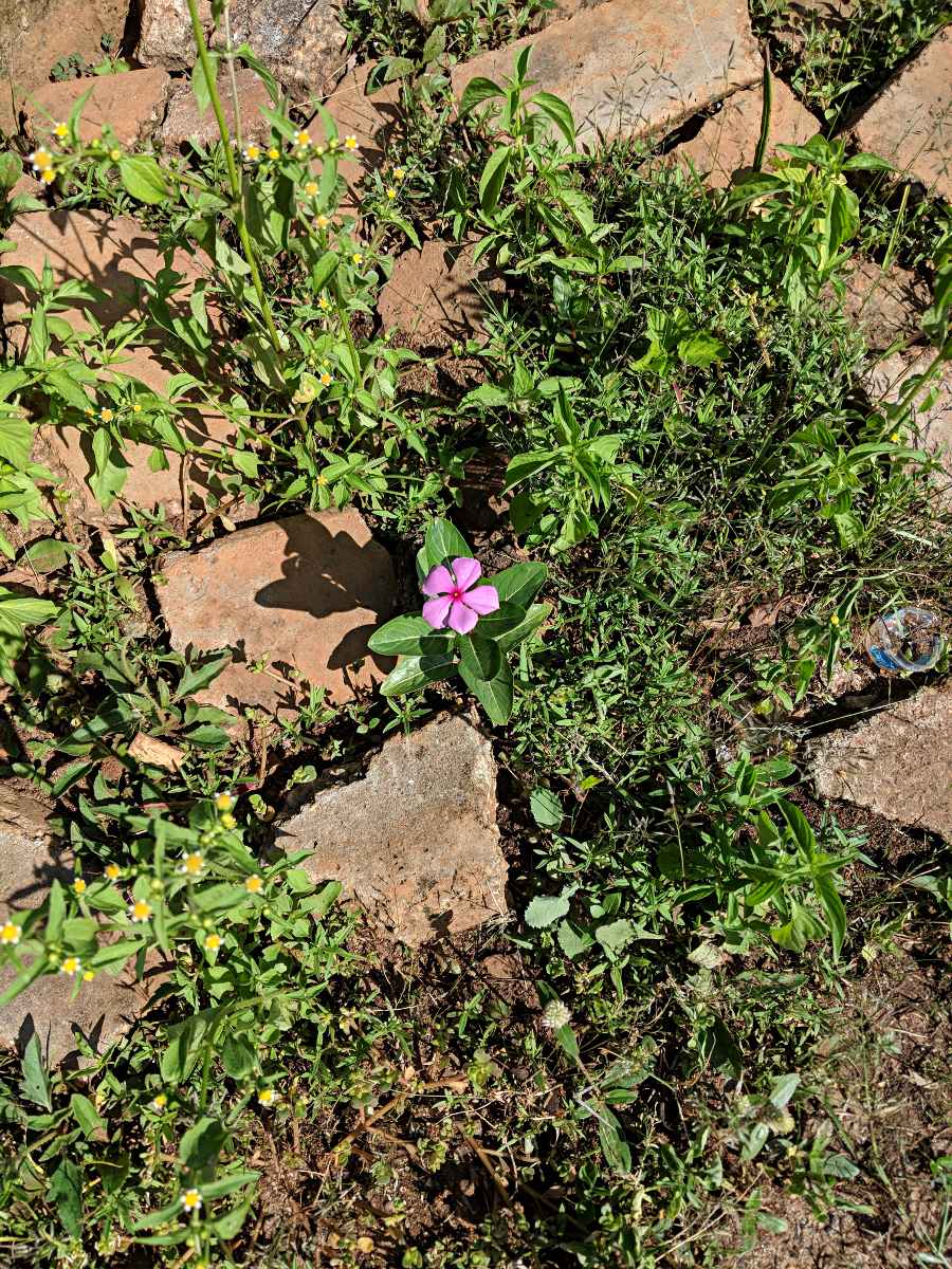 Catharanthus roseus