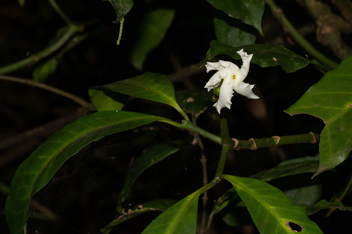 Tabernaemontana ventricosa