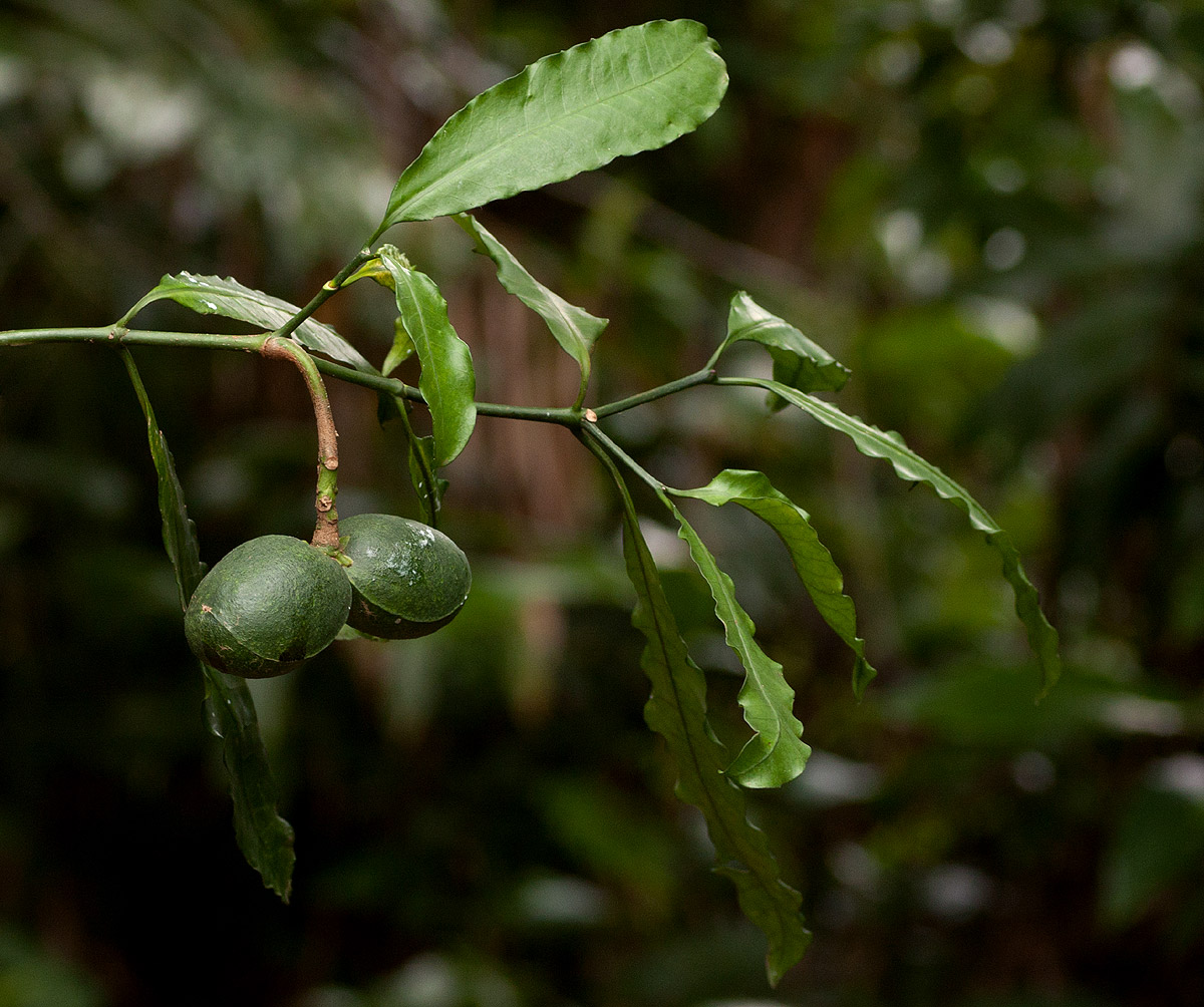 Tabernaemontana ventricosa