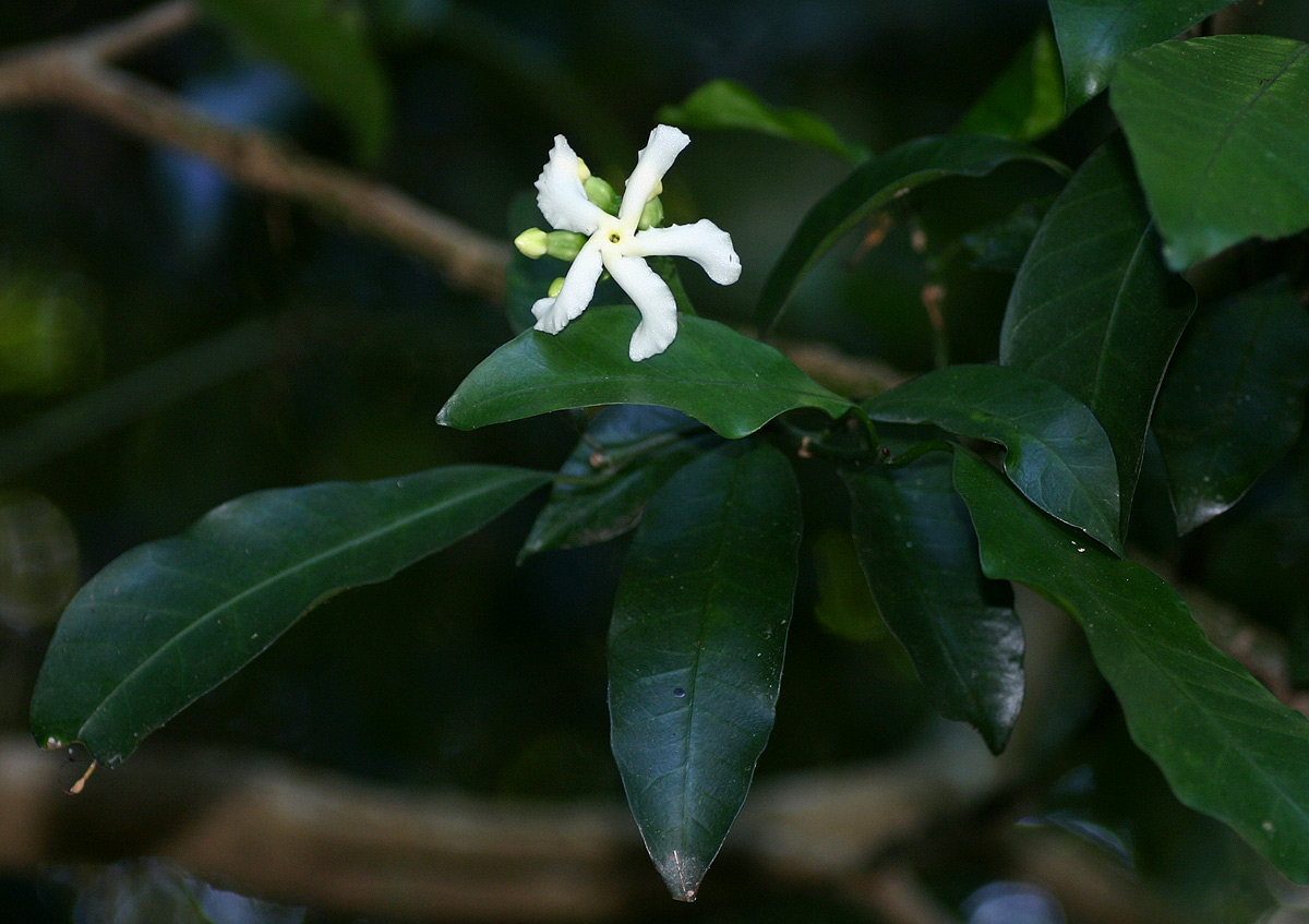 Tabernaemontana ventricosa