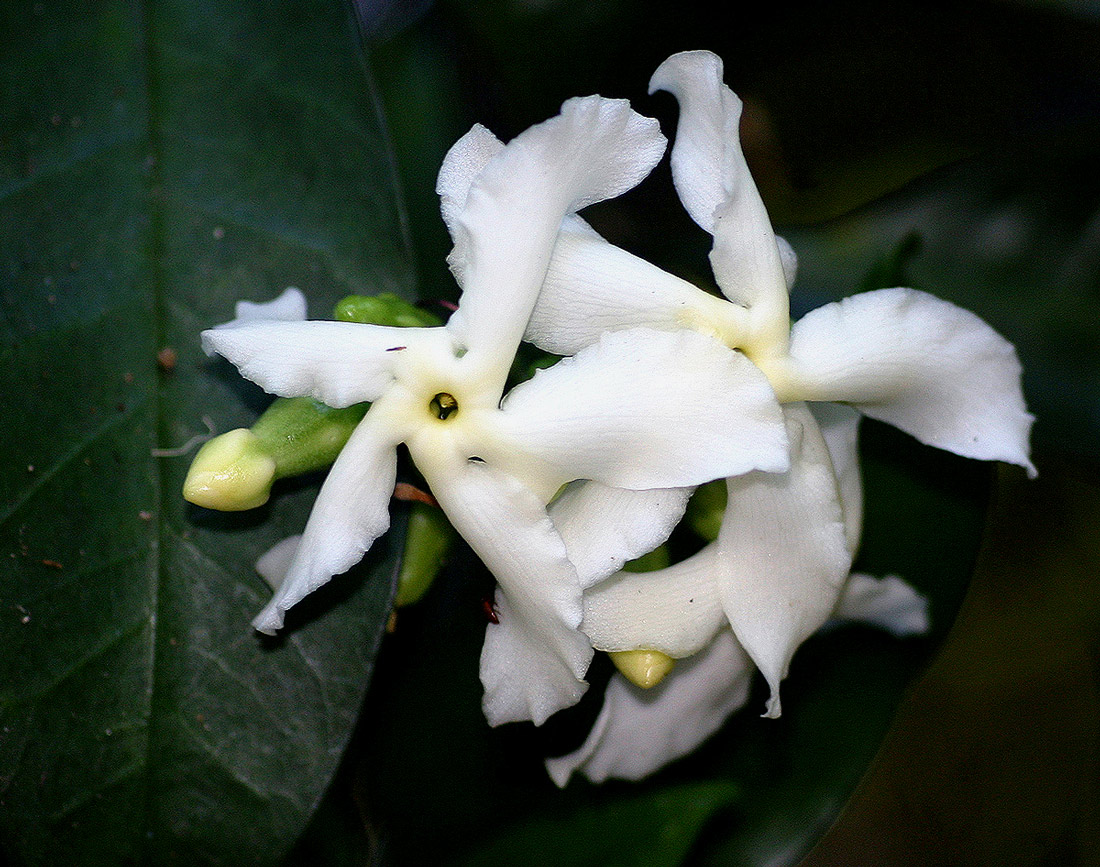 Tabernaemontana ventricosa