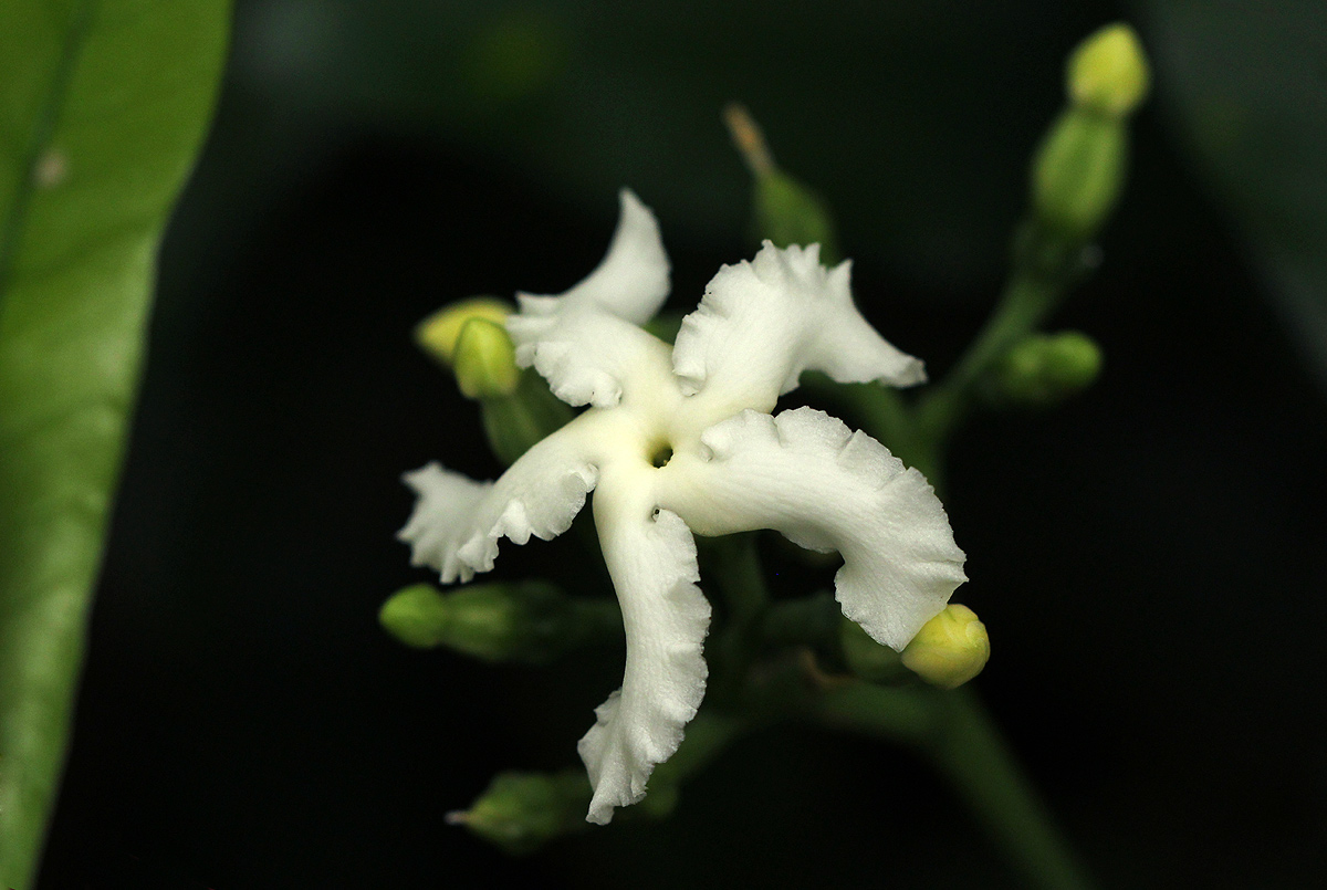 Tabernaemontana ventricosa