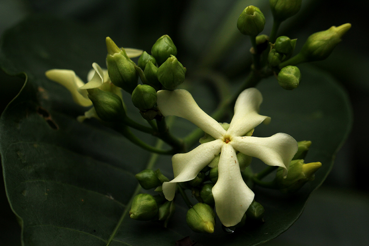 Voacanga africana Voacanga africana