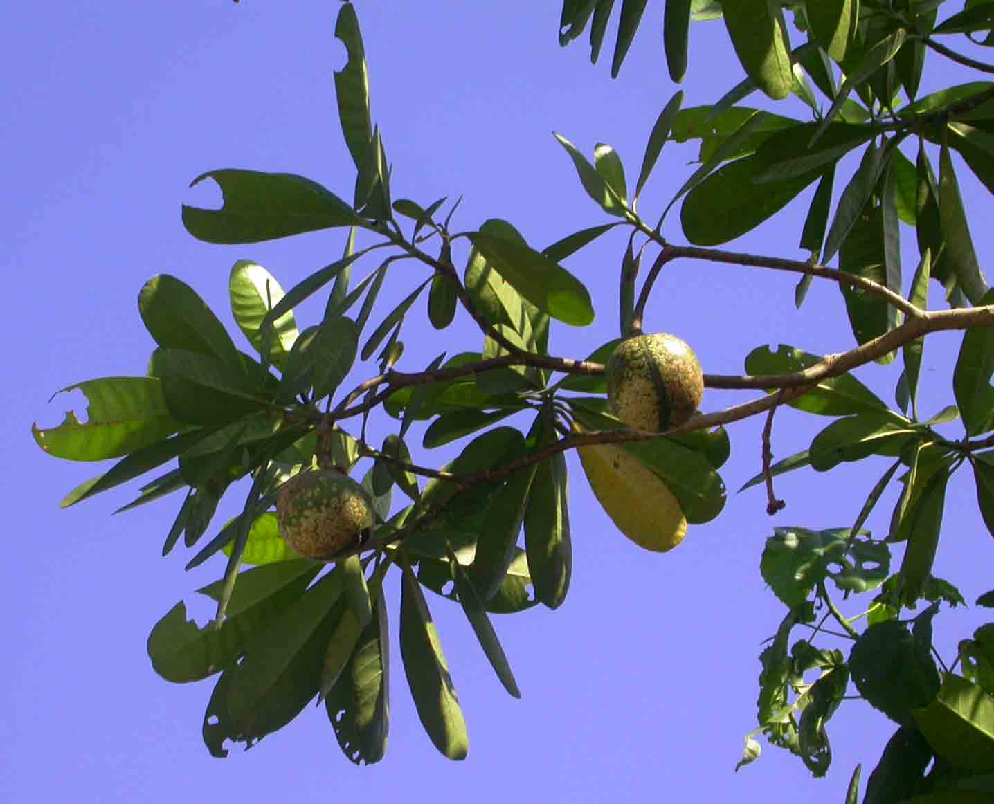 Voacanga thouarsii Voacanga thouarsii