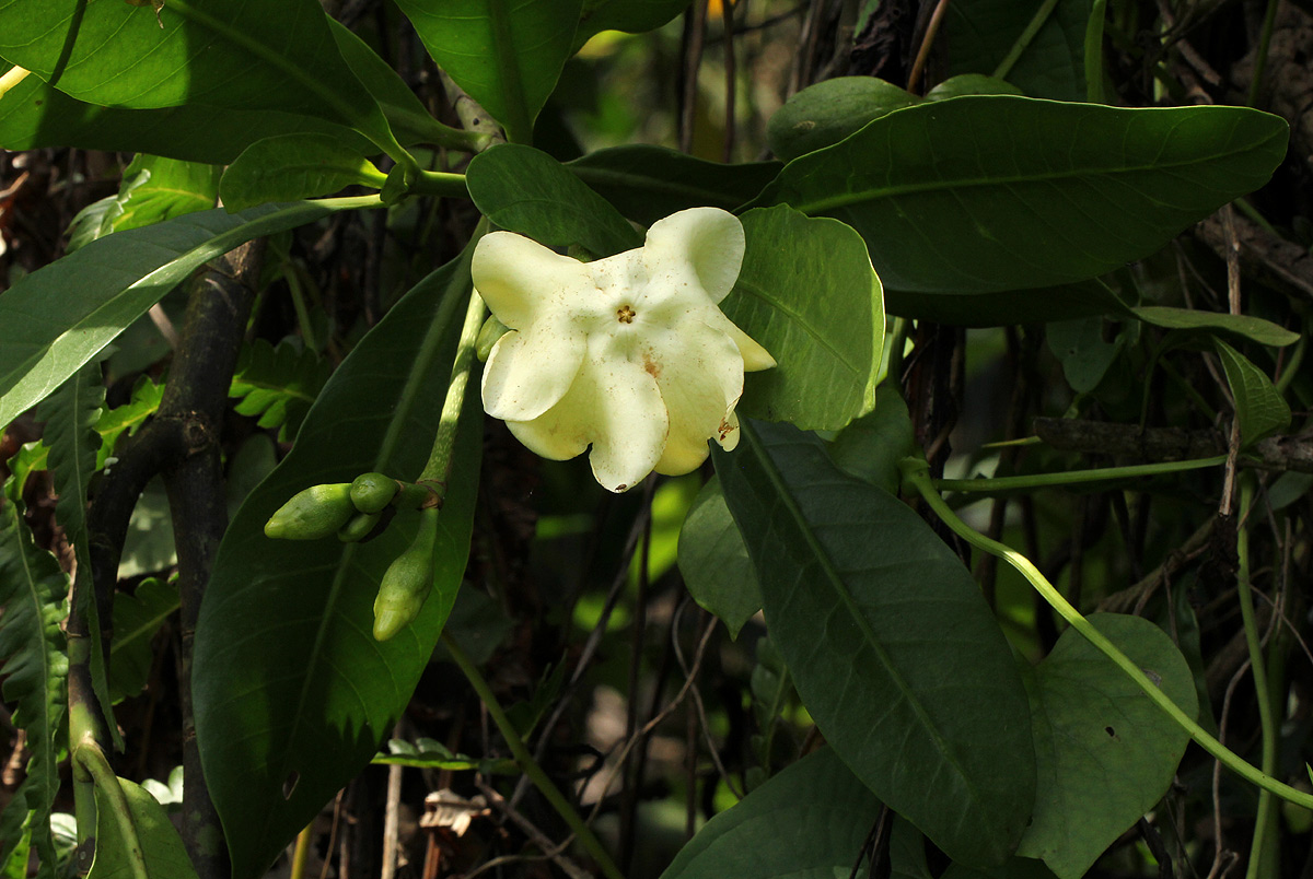 Voacanga thouarsii Voacanga thouarsii