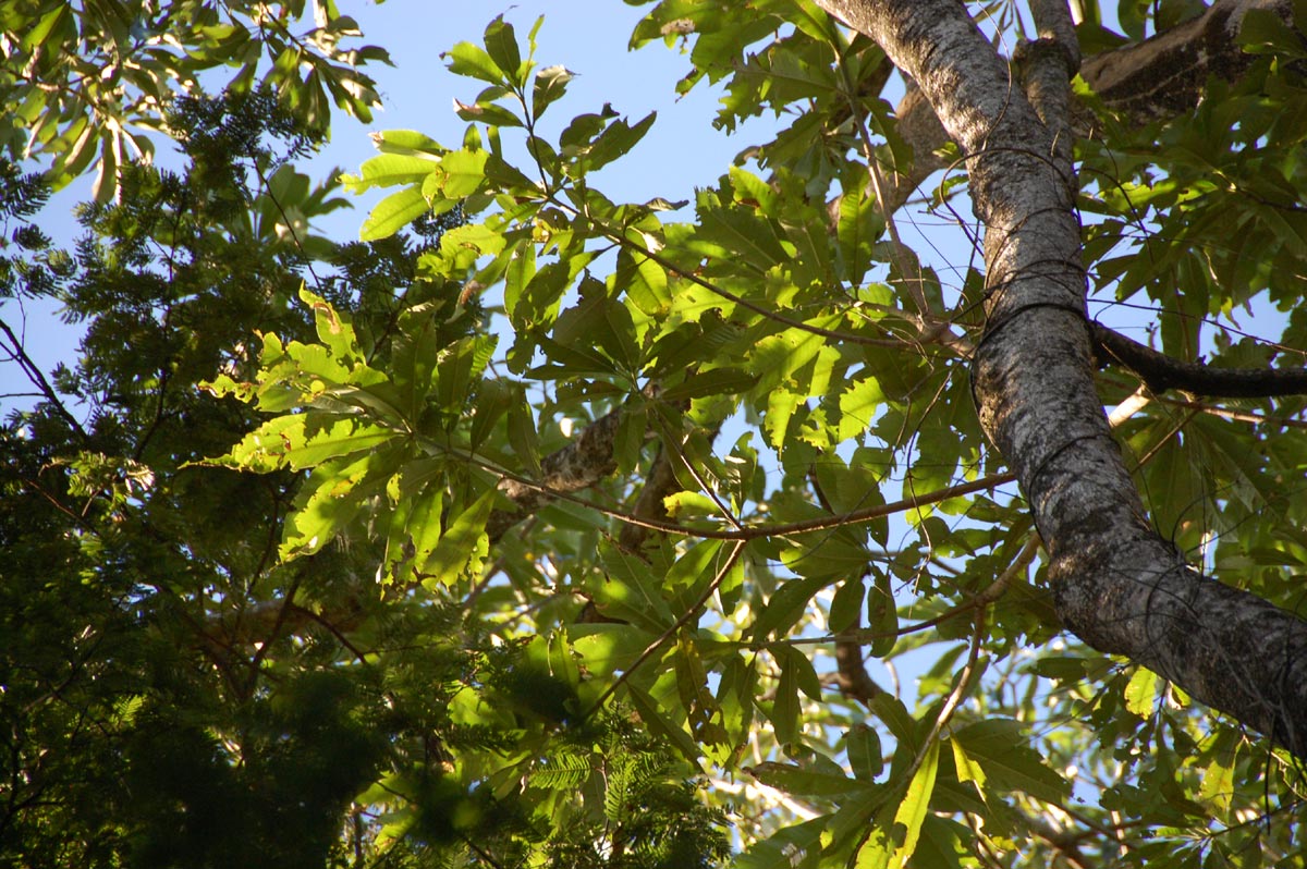 Rauvolfia afra Rauvolfia afra