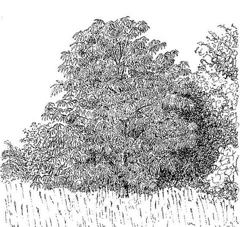 Rauvolfia afra Rauvolfia afra