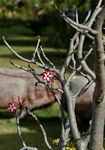 Adenium multiflorum