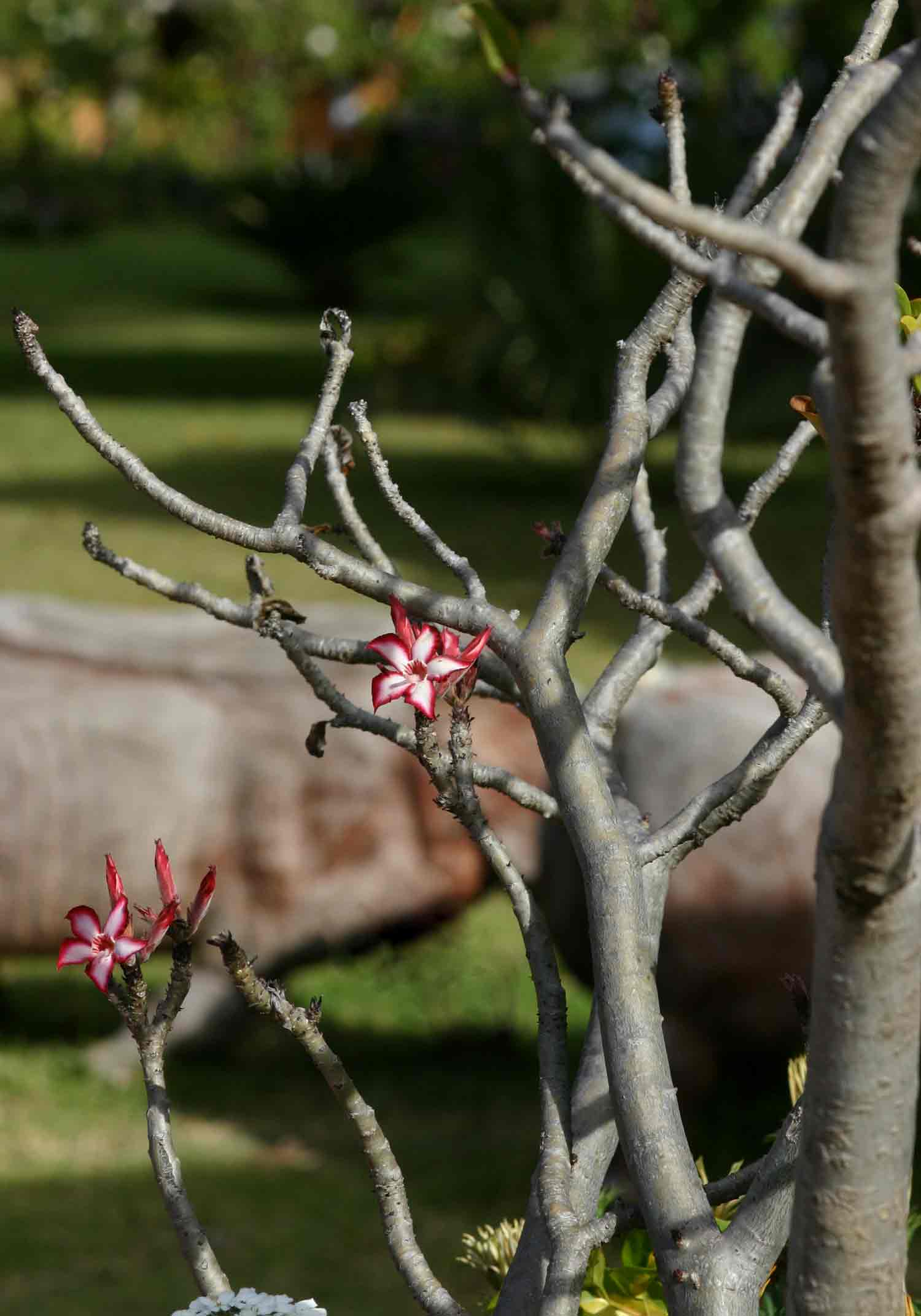 Adenium multiflorum