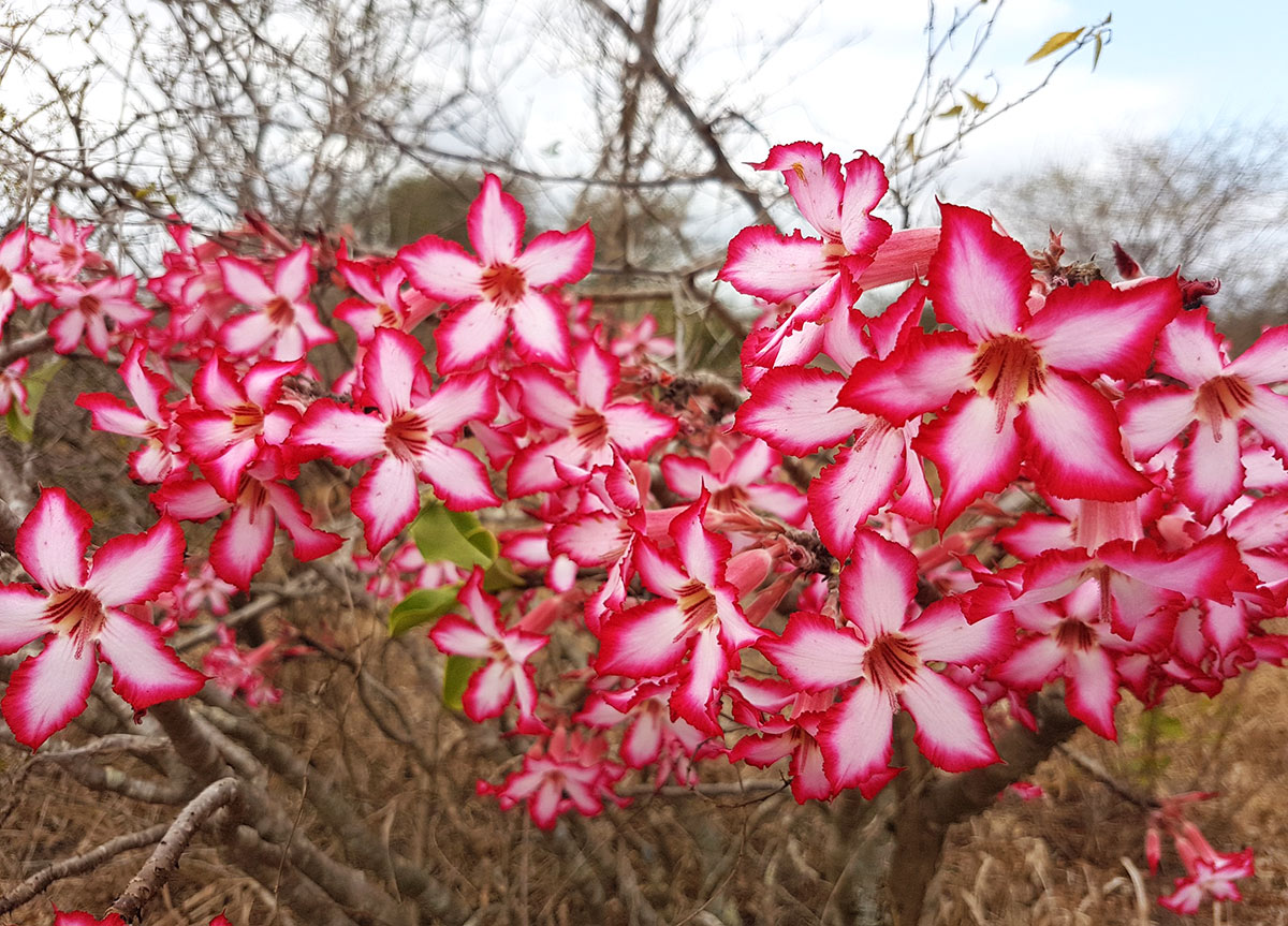 Adenium multiflorum