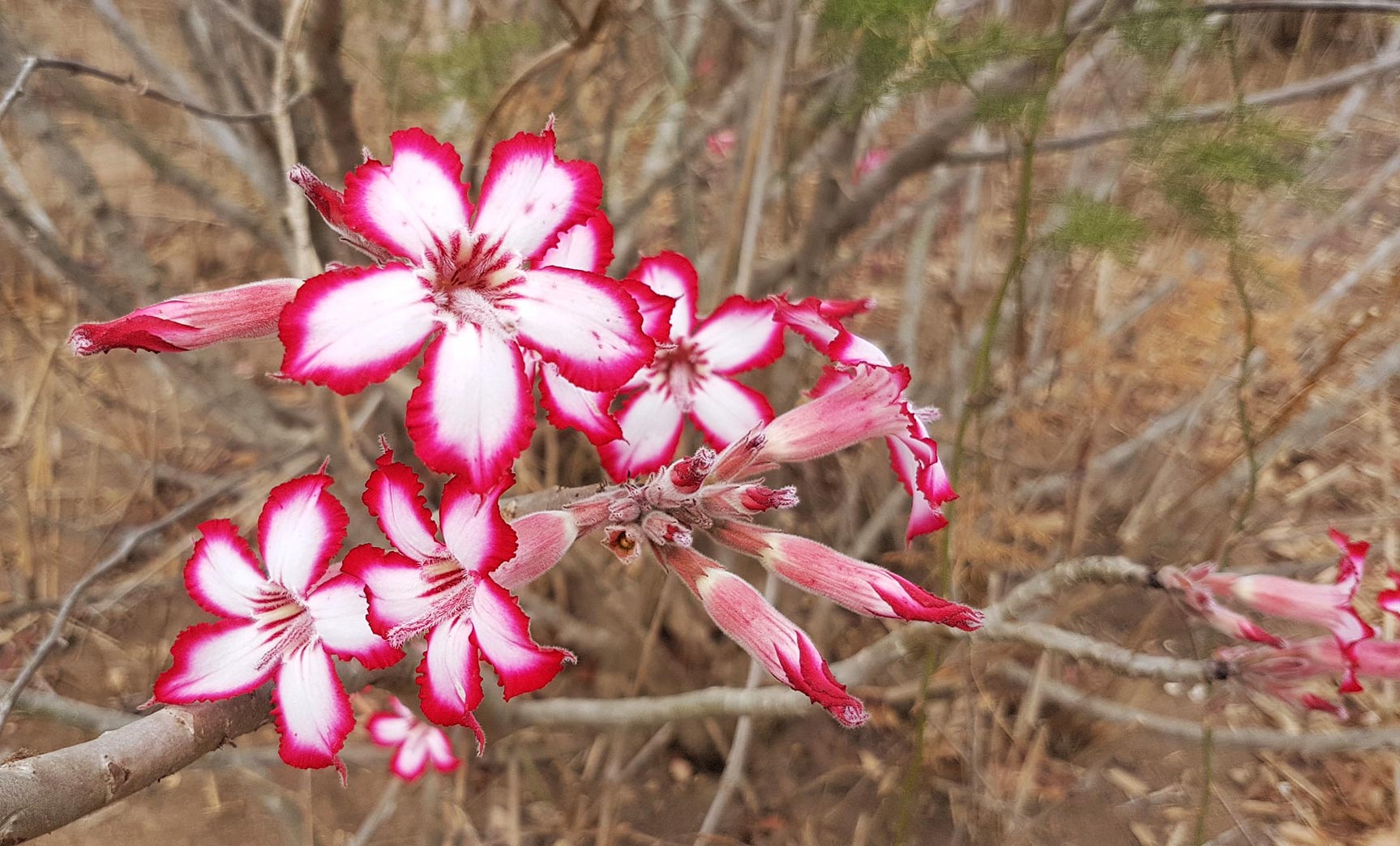 Adenium multiflorum