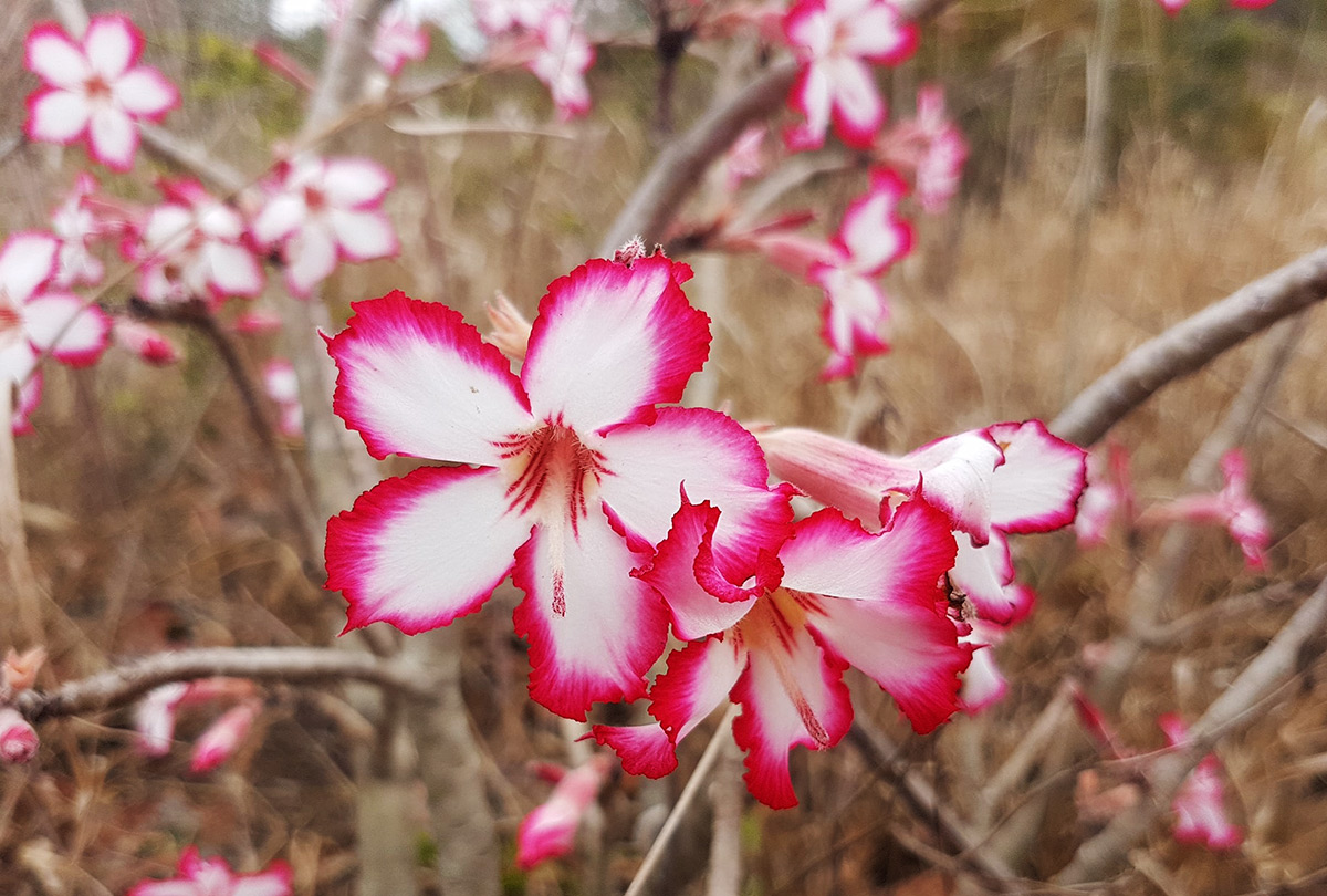 Adenium multiflorum