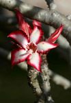 Adenium multiflorum