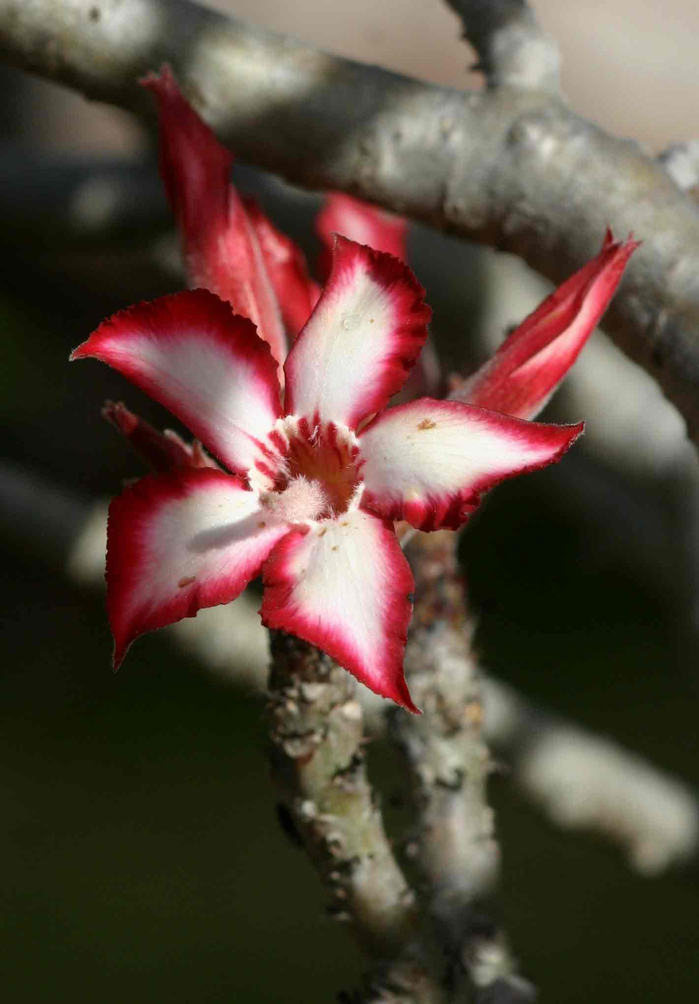 Adenium multiflorum