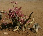 Adenium multiflorum