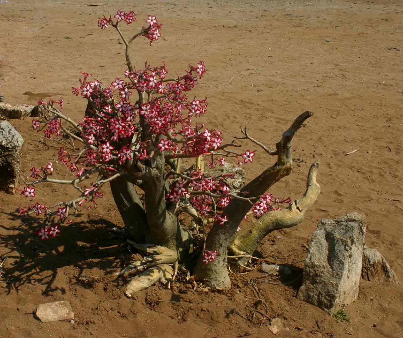 Adenium multiflorum