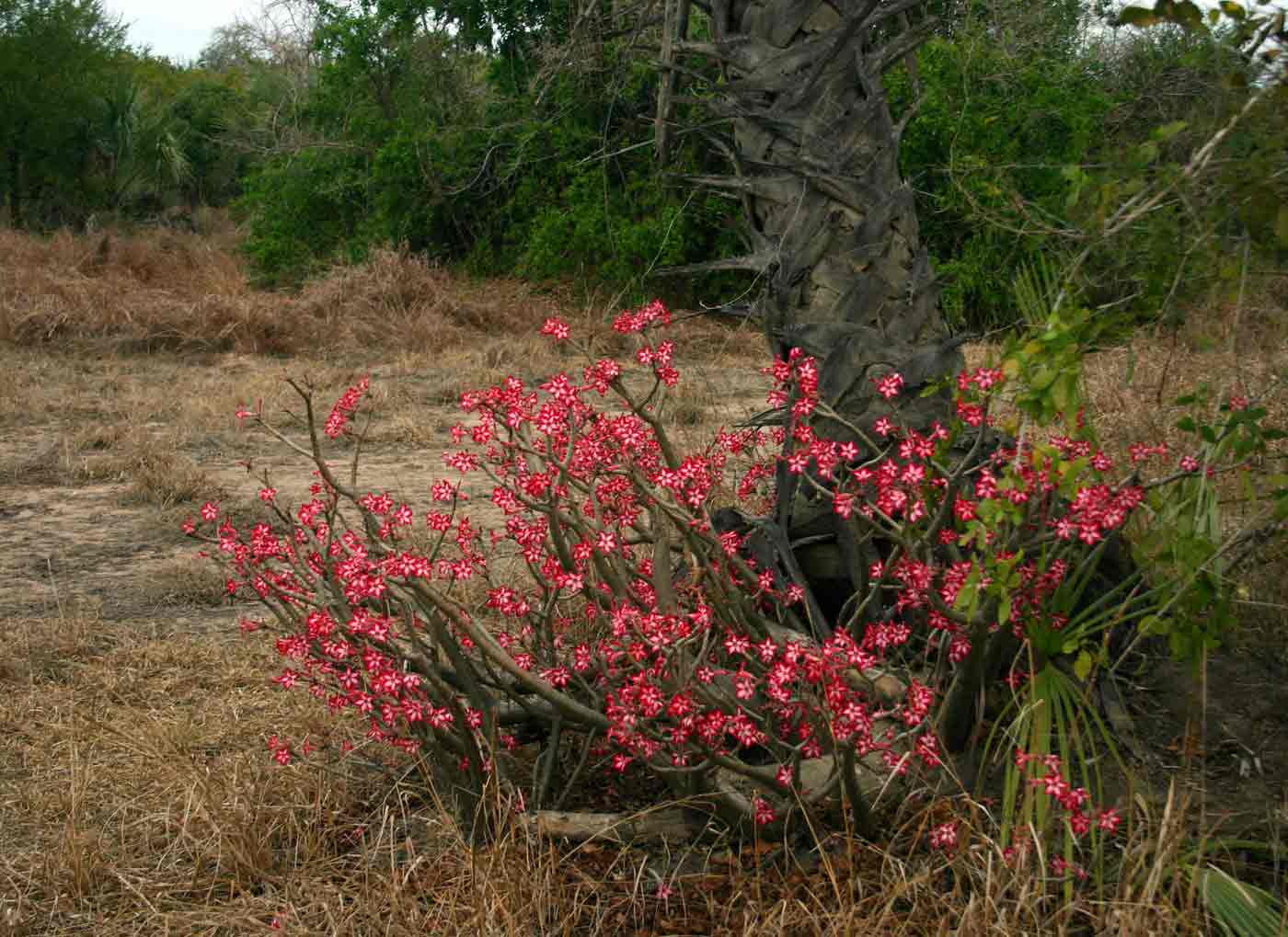 Adenium multiflorum