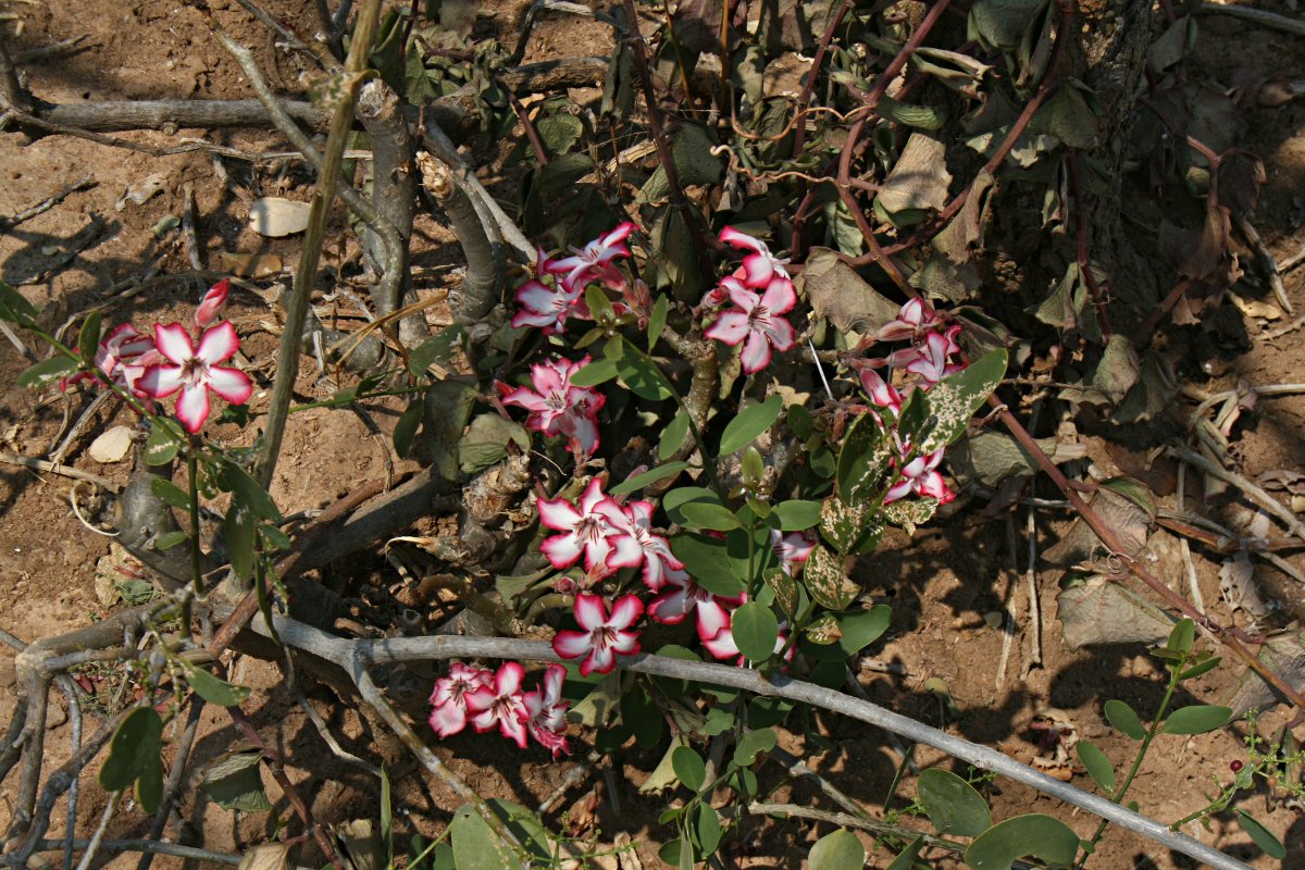 Adenium multiflorum