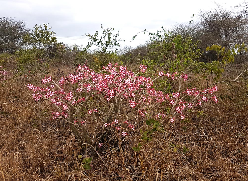 Adenium multiflorum