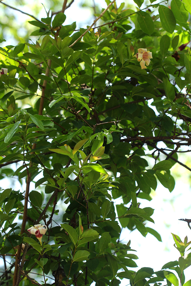 Strophanthus courmontii Strophanthus courmontii