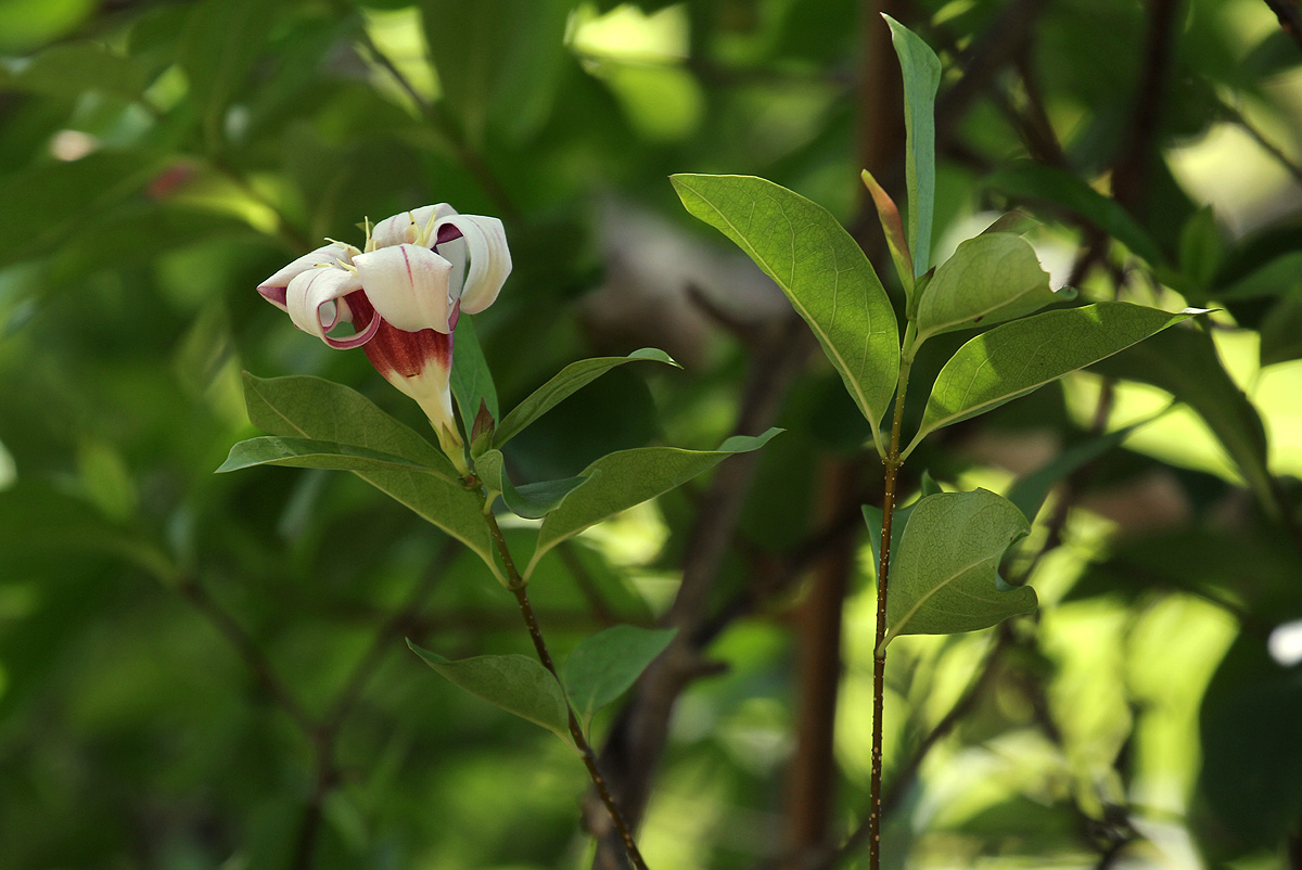 Strophanthus courmontii Strophanthus courmontii