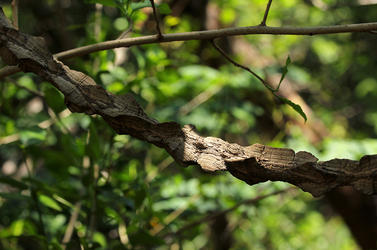 Strophanthus courmontii Strophanthus courmontii