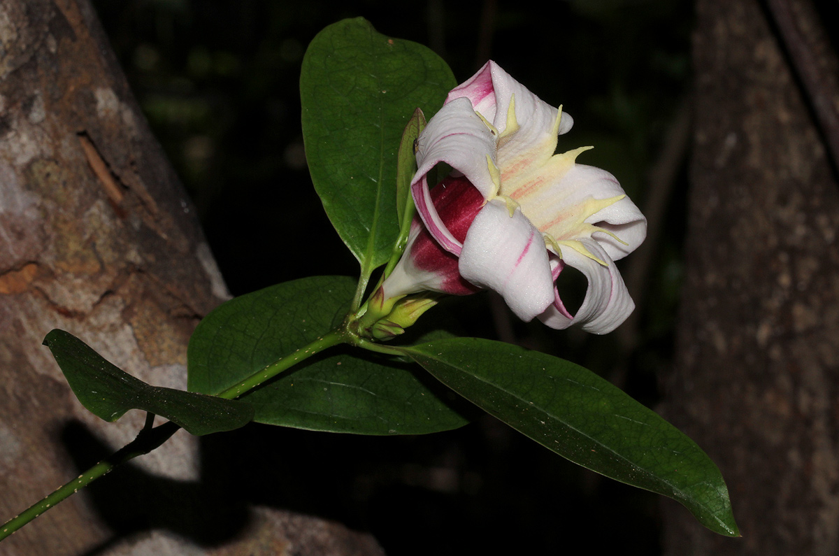 Strophanthus courmontii Strophanthus courmontii