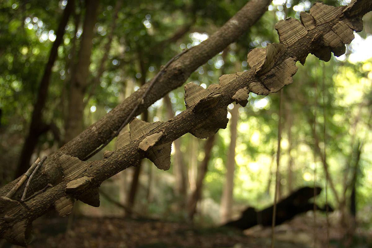 Strophanthus courmontii Strophanthus courmontii
