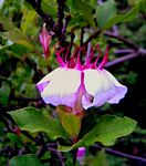 Strophanthus courmontii