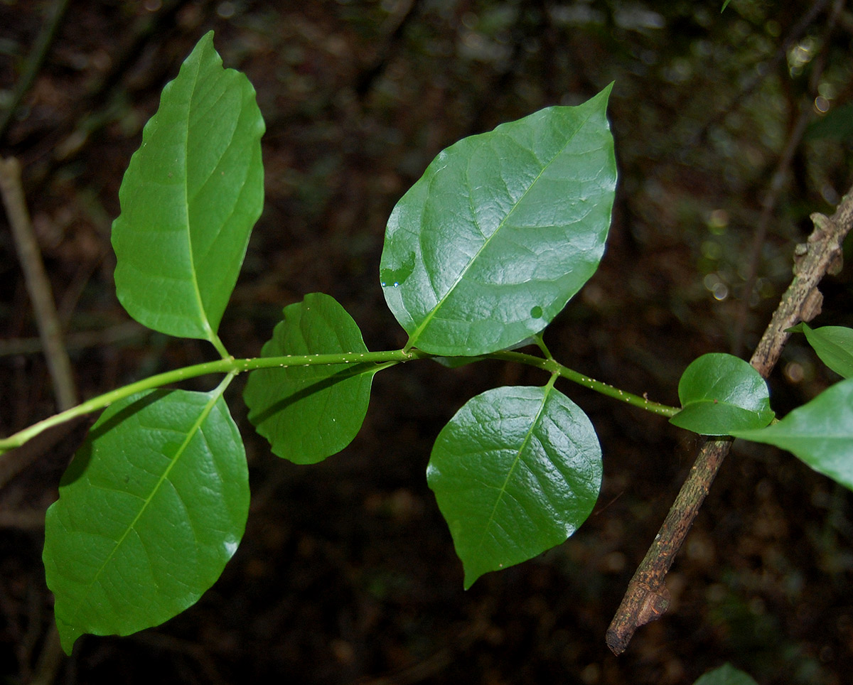 Strophanthus courmontii