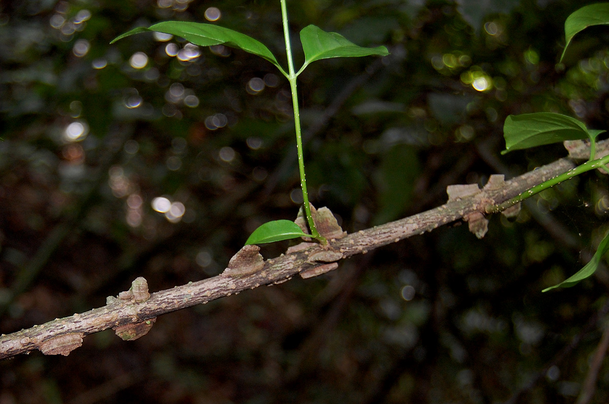 Strophanthus courmontii Strophanthus courmontii