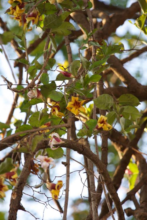 Strophanthus courmontii Strophanthus courmontii