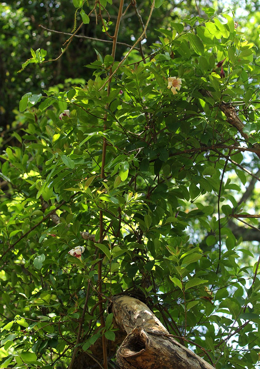 Strophanthus courmontii Strophanthus courmontii