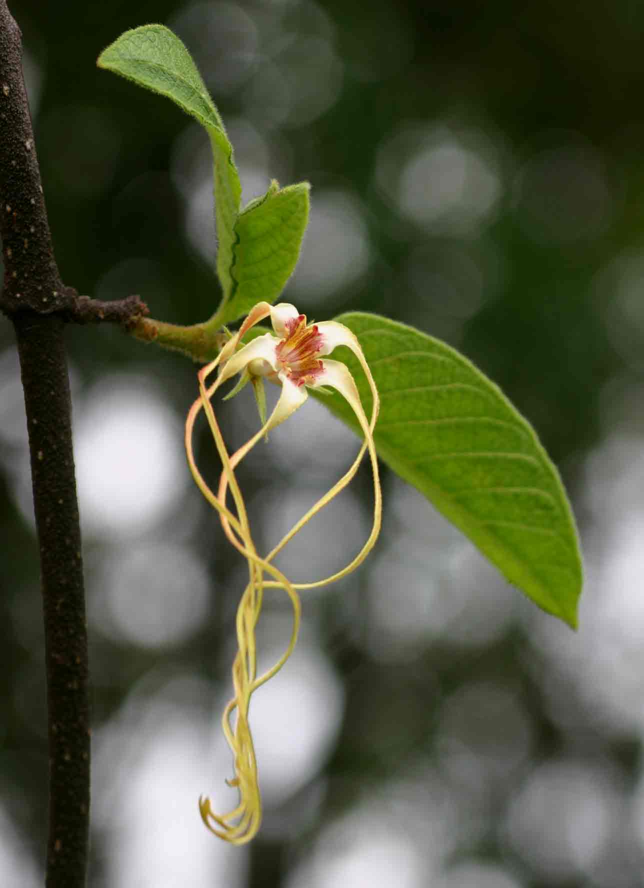 Strophanthus kombe Strophanthus kombe
