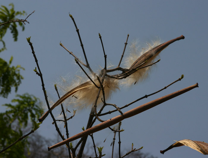 Strophanthus kombe Strophanthus kombe