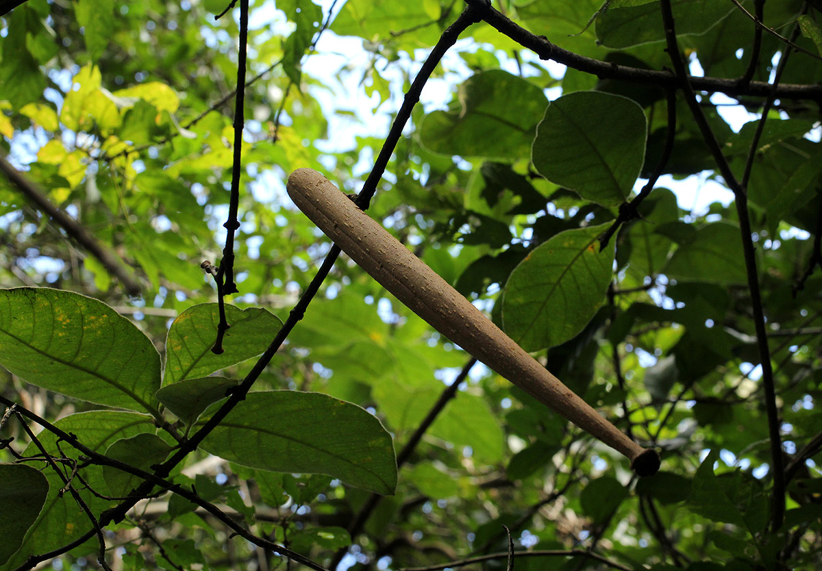 Strophanthus kombe Strophanthus kombe