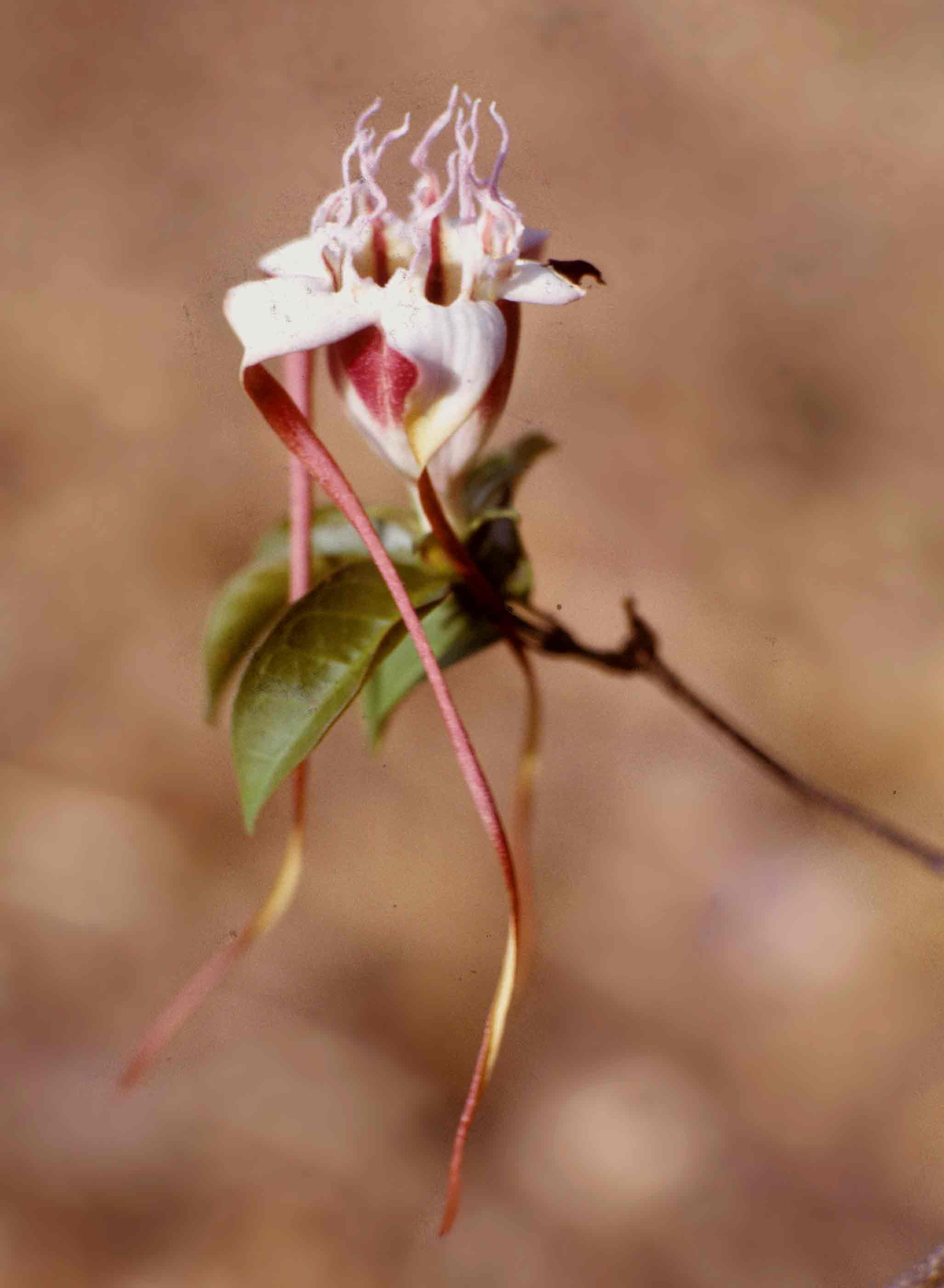 Strophanthus petersianus Strophanthus petersianus