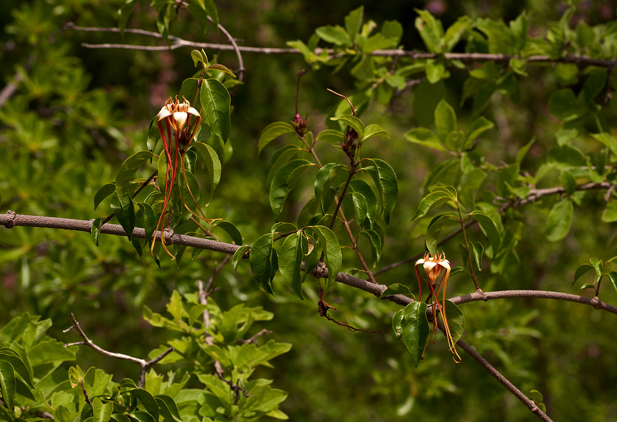 Strophanthus petersianus Strophanthus petersianus