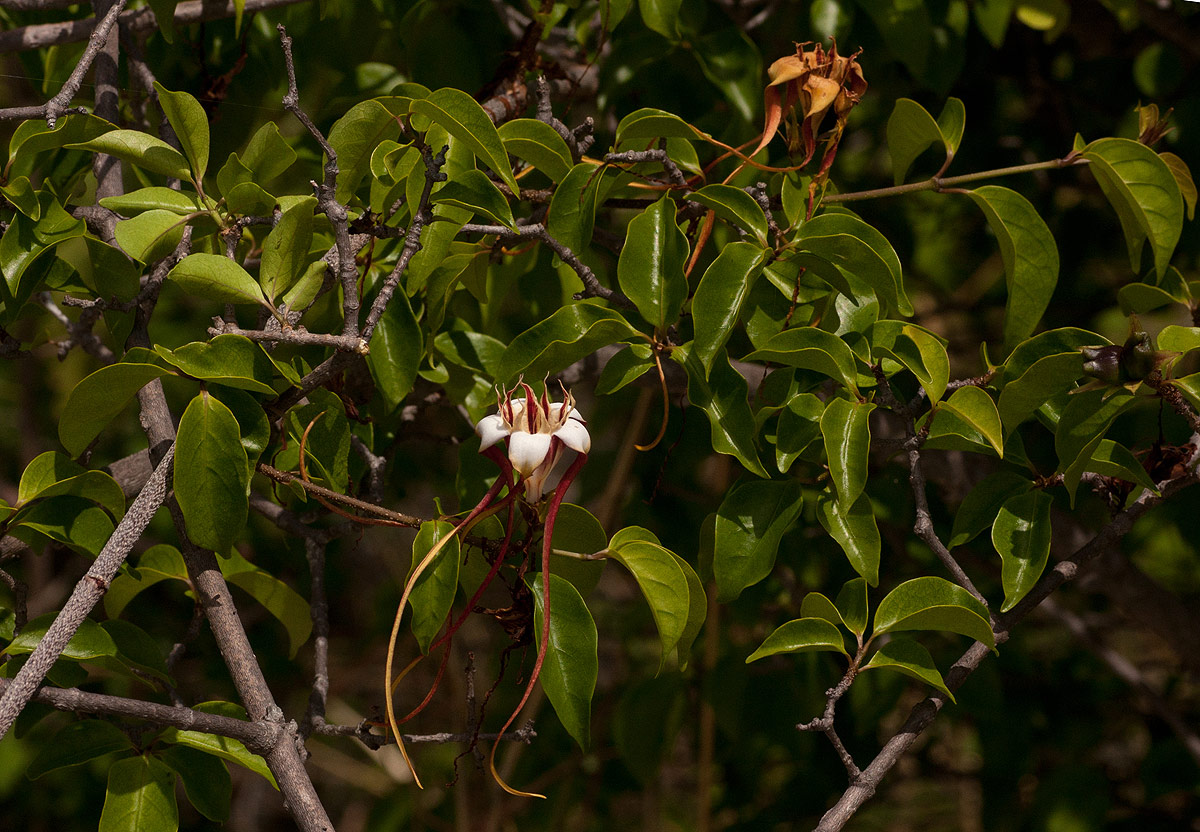 Strophanthus petersianus Strophanthus petersianus