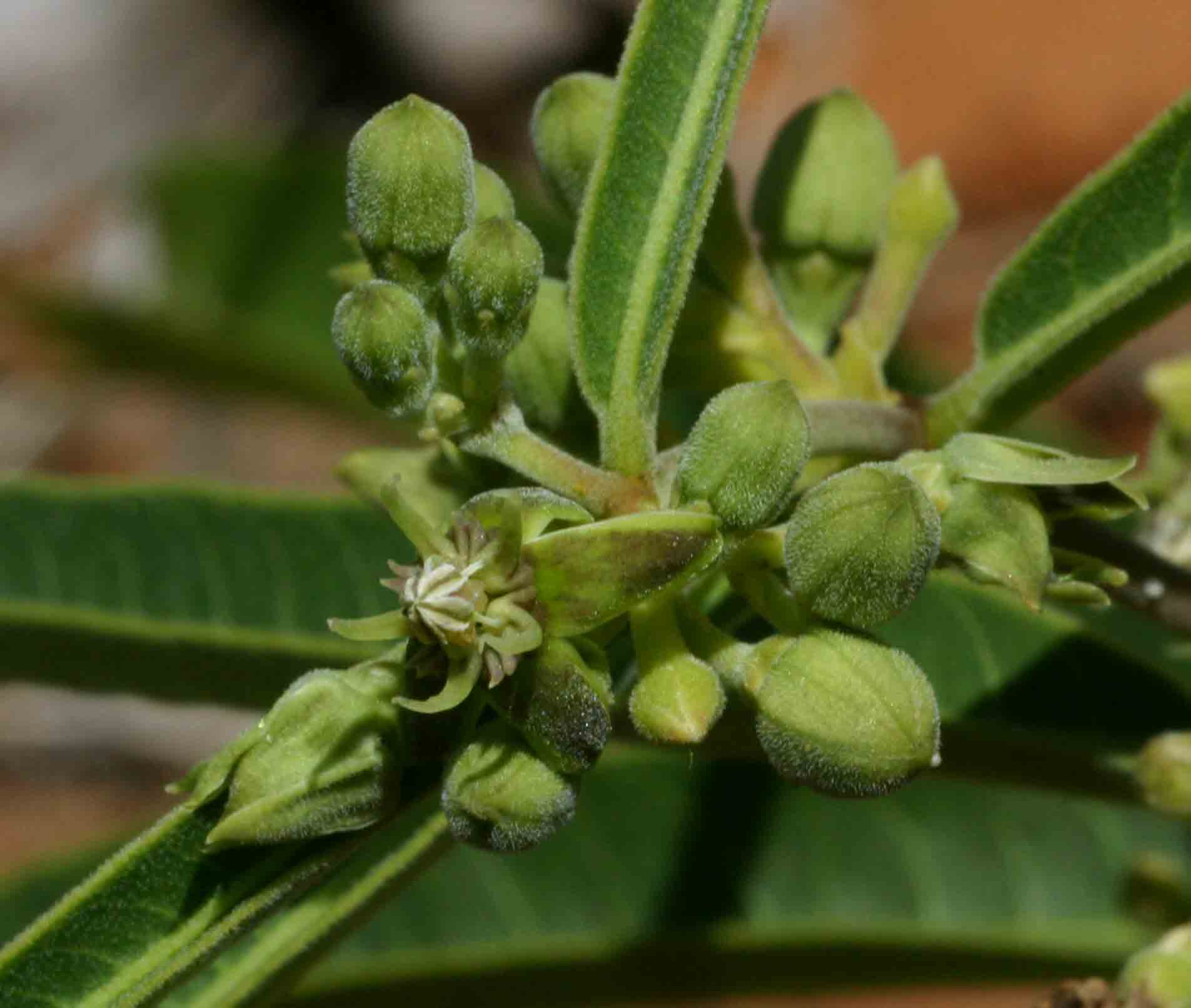 Raphionacme longifolia Raphionacme longifolia