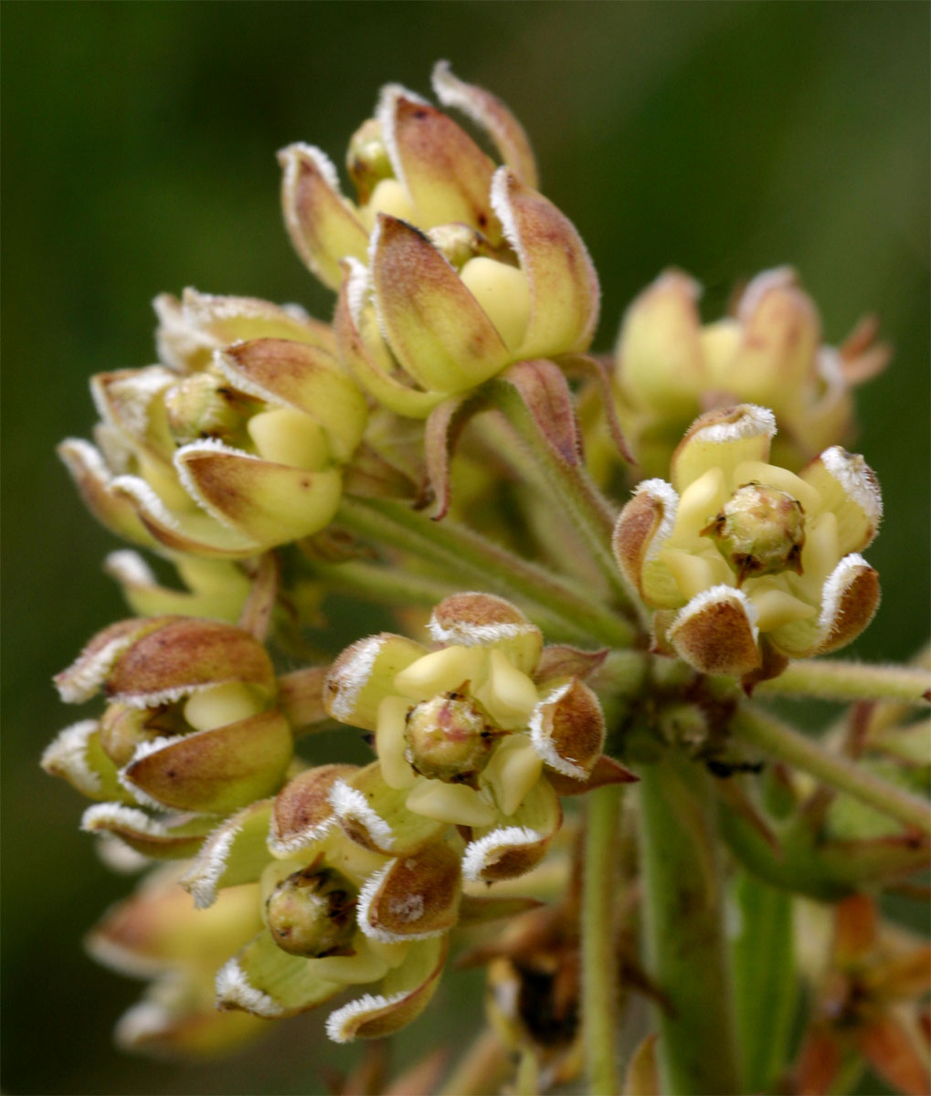 Xysmalobium undulatum