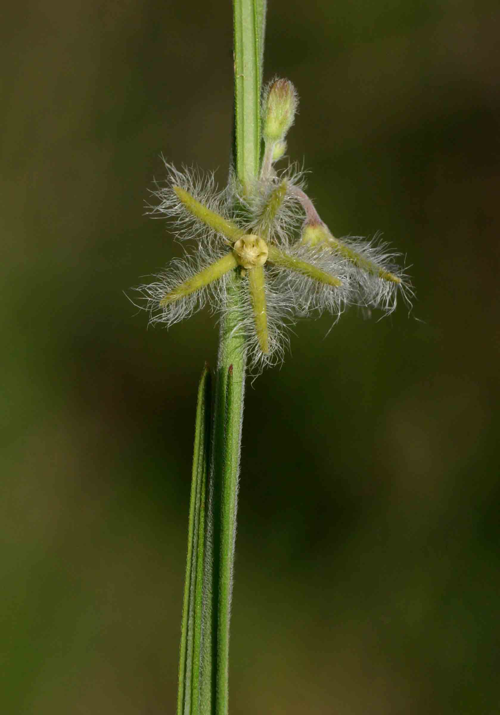 Aspidoglossum angustissimum subsp. brevilobum